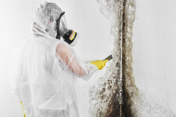 Best HVAC Mold Remediation in Buhler, KS