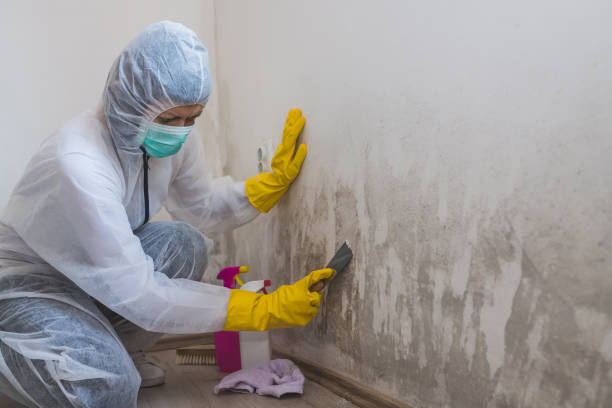 Best Basement Mold Remediation in Buhler, KS