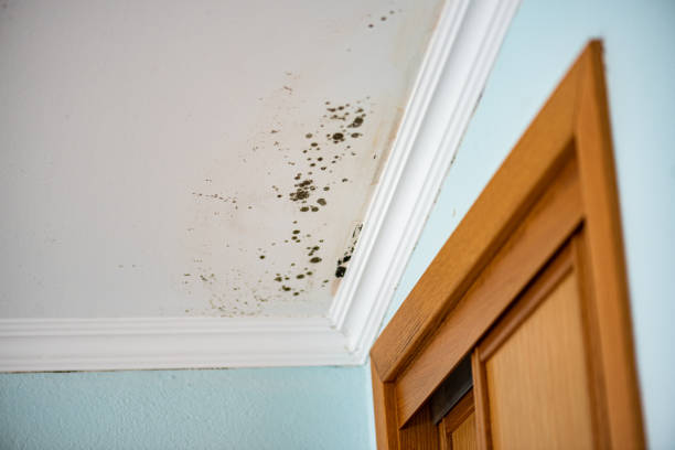 Best Residential Mold Remediation in Buhler, KS