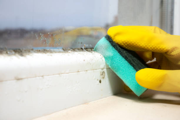 Best DIY Mold Remediation Support Services in Buhler, KS