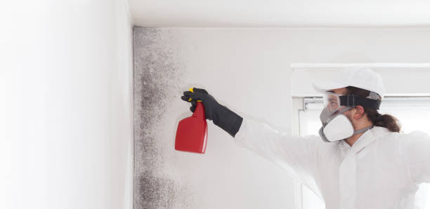 Best Mold Remediation for Specific Building Types in Buhler, KS