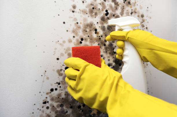 Best Emergency Mold Remediation in Buhler, KS