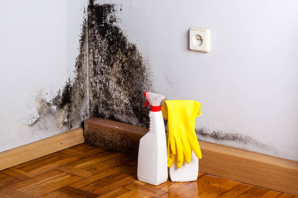 Best Post-Flood Mold Remediation in Buhler, KS